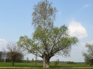 Przyroda_6