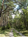 przyroda_8
