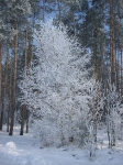 przyroda_9